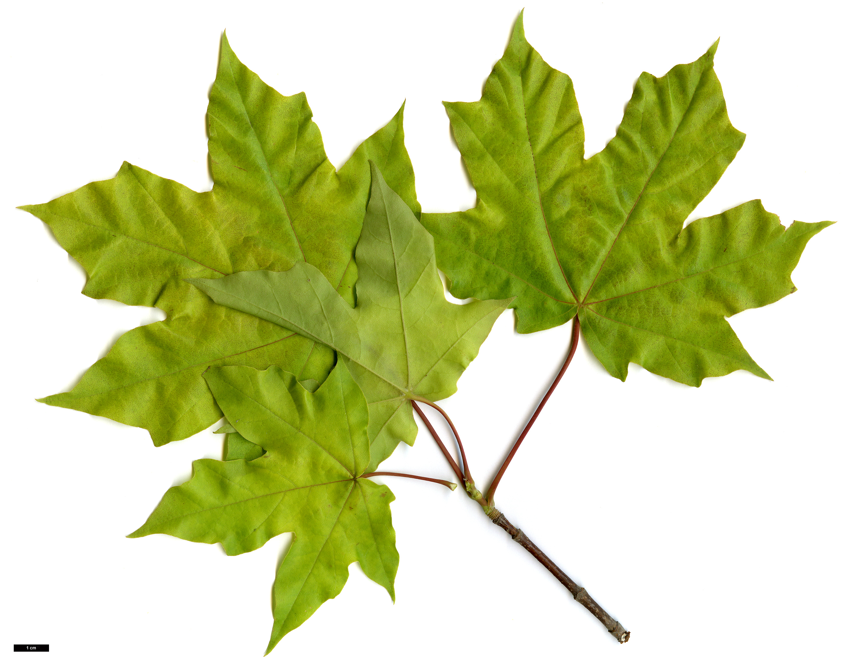 High resolution image: Family: Sapindaceae - Genus: Acer - Taxon: ×hillieri - SpeciesSub: 'Summergold' (A.cappadocicum × A.miyabei)